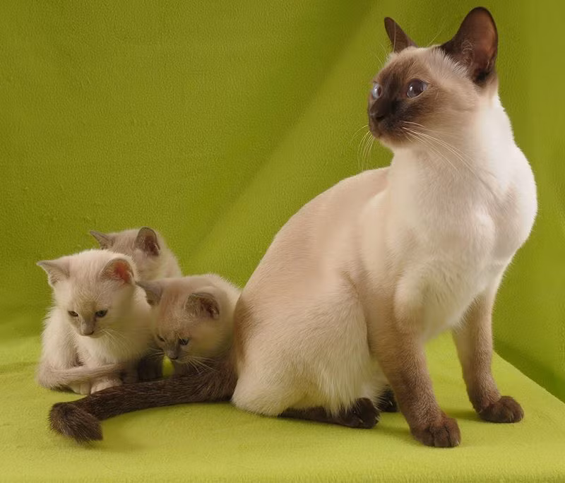 Tiếng kêu của giống mèo này tương tự như tiếng kêu của mèo Miến Điện, dai dẳng nhưng mềm mại và ngọt ngào hơn mèo Xiêm.