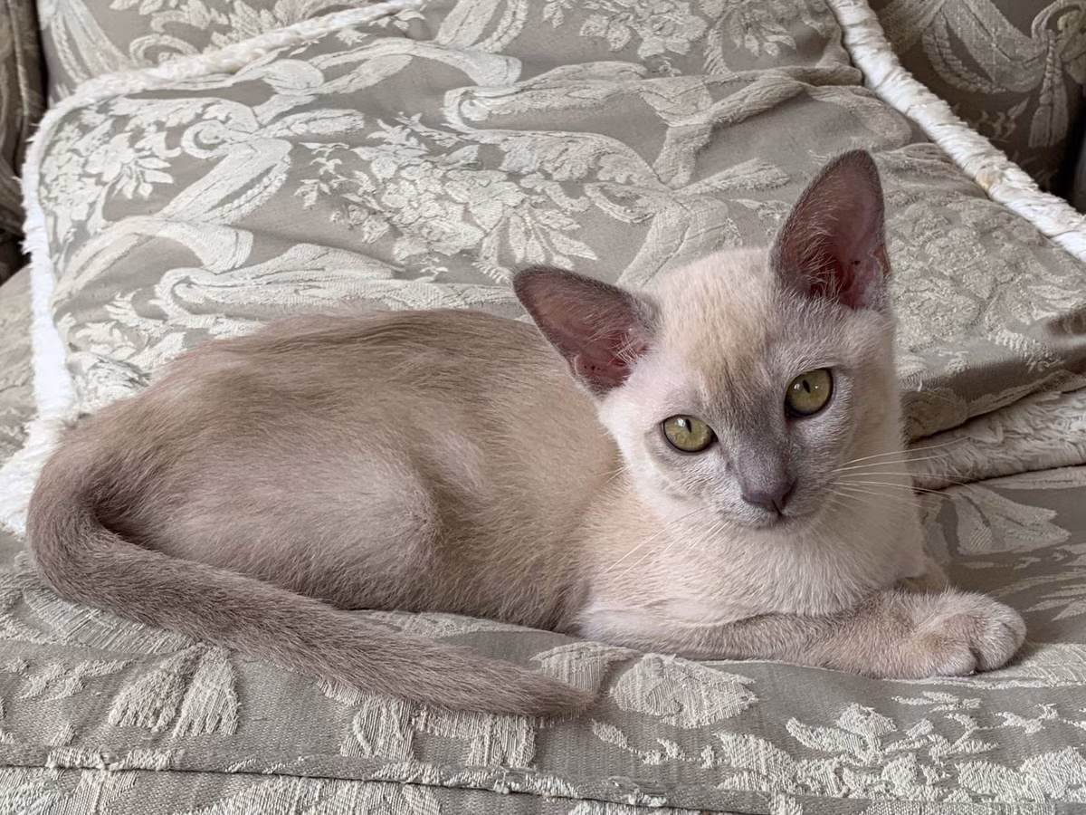 Giống như cả hai giống bố mẹ, mèo Bắc Kỳ là những con mèo thông minh, năng động, thích khám phá mọi thứ xảy ra xung quanh chúng.