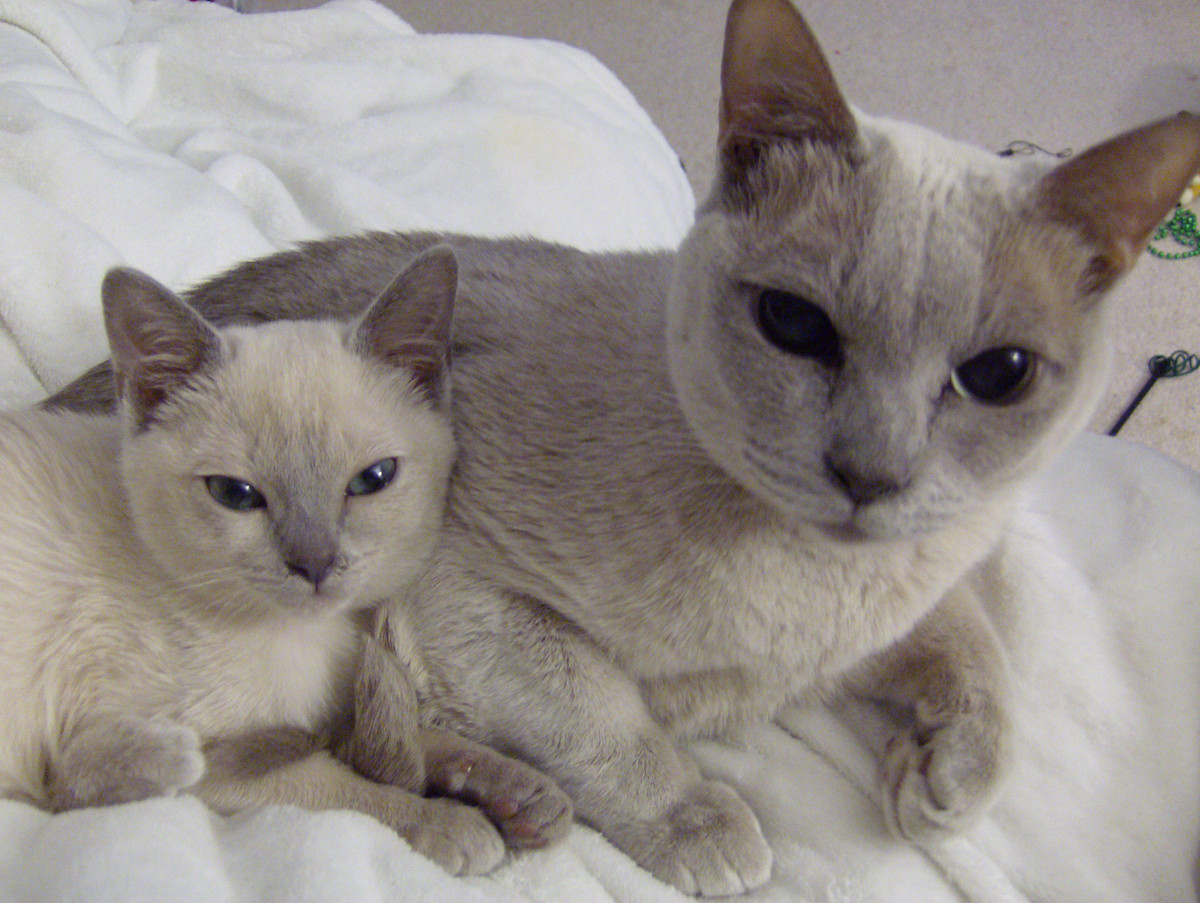 Trên thị trường quốc tế, mèo Bắc Kỳ chưa trưởng thành được bán với giá từ 600 đến 1.200 USD cho mỗi con. Mời quý độc giả xem video: Ý nghĩa những phong tục ngày Tết Việt | VTC1.