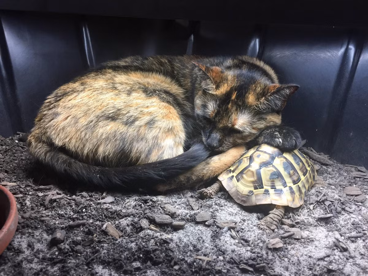 Vì vậy chỉ có mèo cái (mang 2 nhiễm sắc thể X) mới có khả năng mang cùng một lúc 2 gien quy định 2 nhóm màu khác nhau trên.