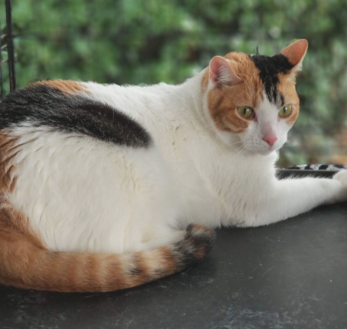 Một dạng đặc biệt của mèo đồi mồi chính là mèo tam thể (còn gọi là mèo calico hay mèo đồi mồi lông trắng) với các mảng lông trắng chiếm tỉ lệ đa số trên cơ thể.