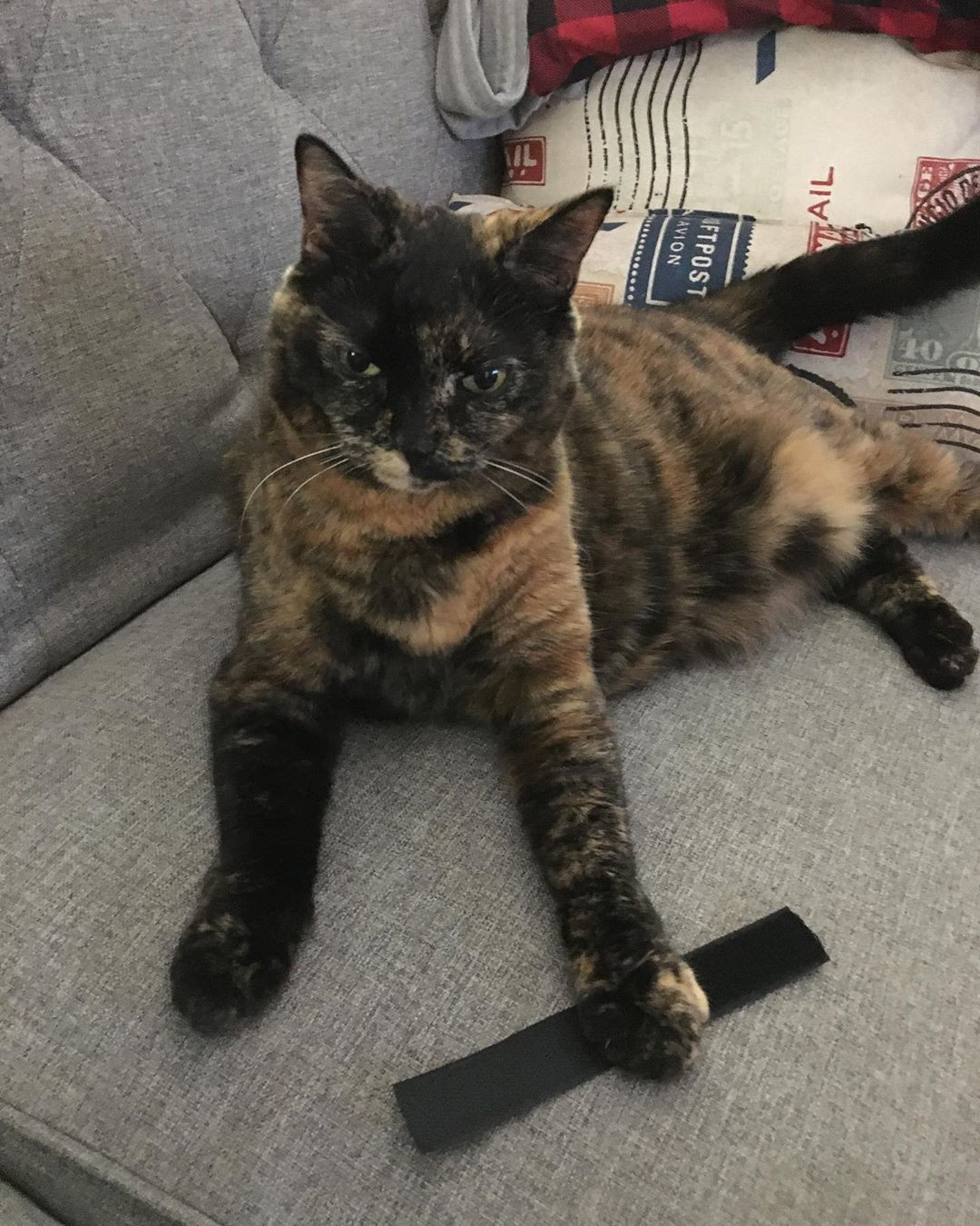 Ở khu vực miền Trung Việt Nam, mèo đồi mồi bị gọi là "mèo bửa", hay bị gán cho vai trò vật nuôi của các bà góa và được cho là con vật không mang lại may mắn. Mời quý độc giả xem video: Ý nghĩa những phong tục ngày Tết Việt | VTC1.