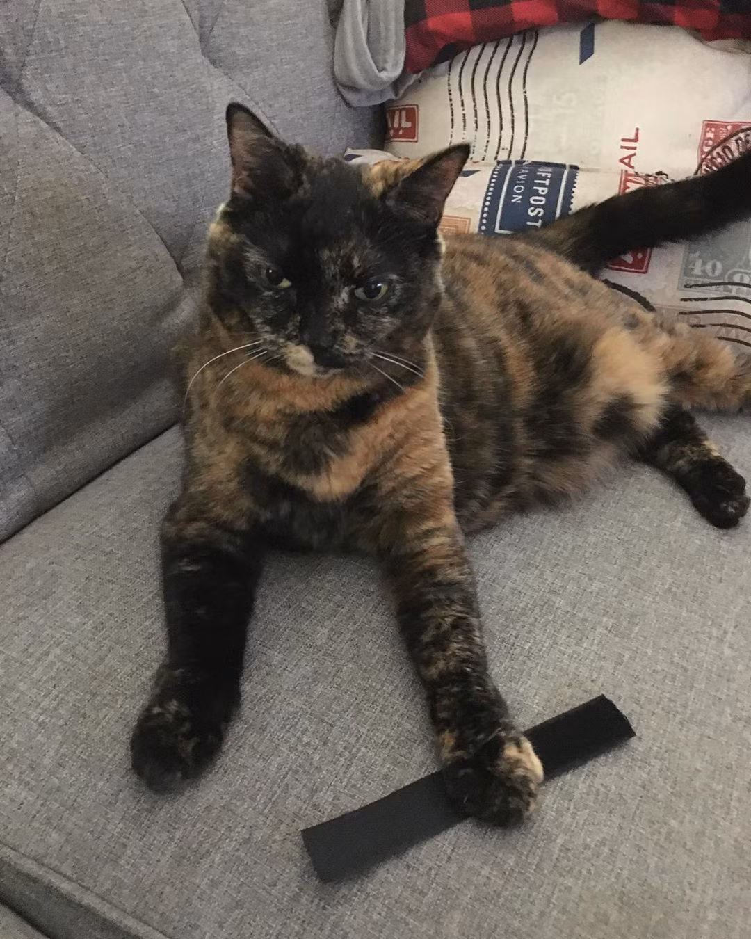 Ở khu vực miền Trung Việt Nam, mèo đồi mồi bị gọi là "mèo bửa", hay bị gán cho vai trò vật nuôi của các bà góa và được cho là con vật không mang lại may mắn. Mời quý độc giả xem video: Ý nghĩa những phong tục ngày Tết Việt | VTC1.