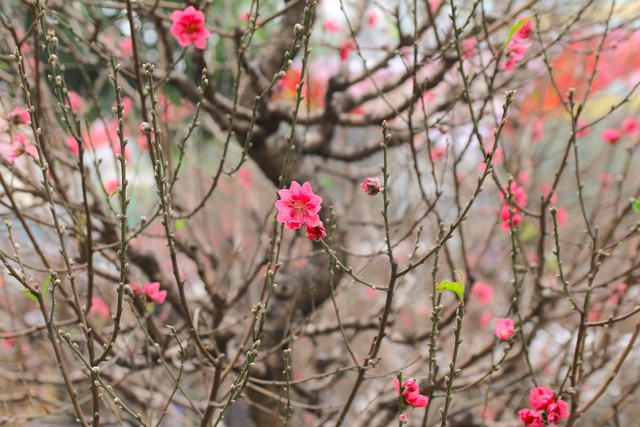 Cho hoa Van Phuc nhon nhip ngay can Tet Nguyen dan 2023-Hinh-7