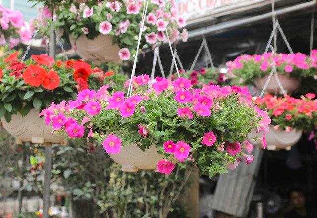 Cho hoa Van Phuc nhon nhip ngay can Tet Nguyen dan 2023-Hinh-9