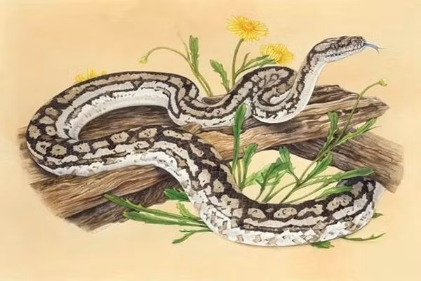 Về mặt tình duyên người tuổi Tỵ cũng nên tránh những tranh cãi không đáng có khiến cho đôi bên trở nên xa cach tạo điều kiện cho người thứ ba chen chân vào. 