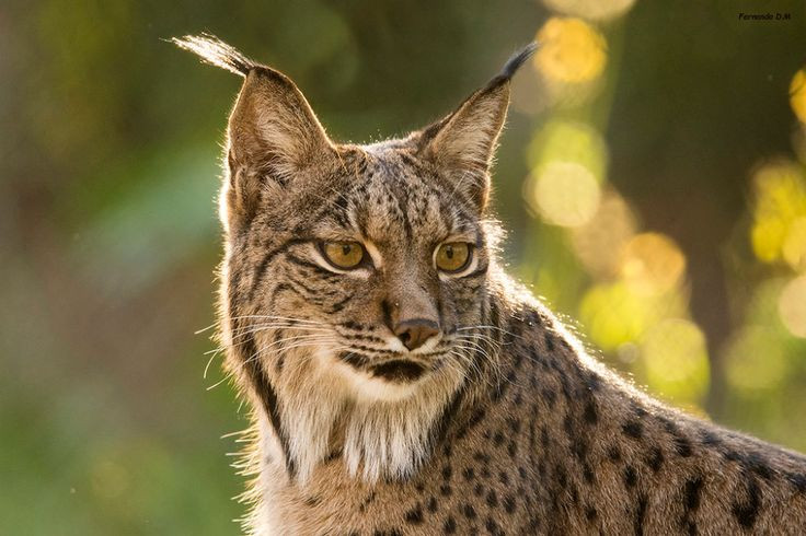 Nguyên nhân khiến loài linh miêu này bị đẩy vào tình trạng nguy cấp là dịch bệnh trong loài thỏ địa phương - con mồi chính của chúng, cùng việc mất môi trường sống do hoạt động của con người.