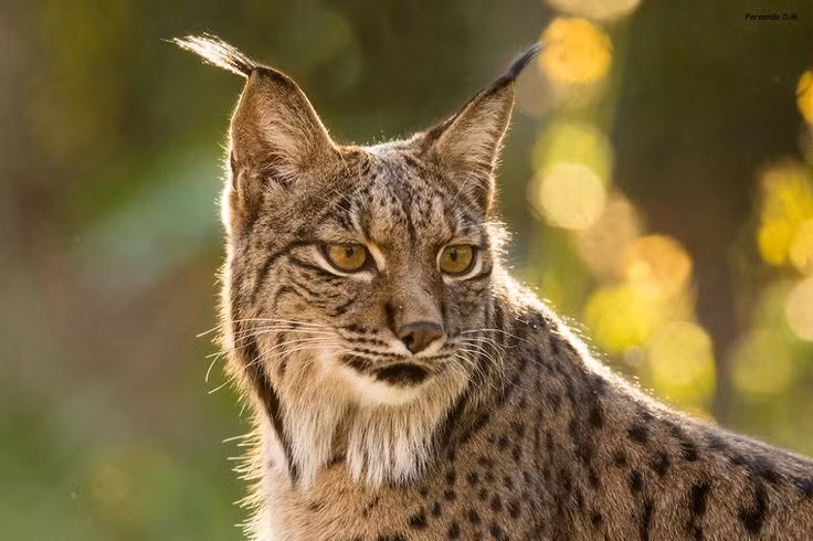Nguyên nhân khiến loài linh miêu này bị đẩy vào tình trạng nguy cấp là dịch bệnh trong loài thỏ địa phương - con mồi chính của chúng, cùng việc mất môi trường sống do hoạt động của con người.