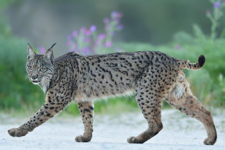 1. Linh miêu Iberia (Lynx pardinus) là loài mèo hoang dã bản địa của bán đảo Iberia ở Nam Âu, và được coi là loài vật họ Mèo có nguy cơ tuyệt chủng cao nhất thế giới. Số lượng trong môi trường tự nhiên của chỉ còn 309 con theo cuộc điều tra năm 2013.