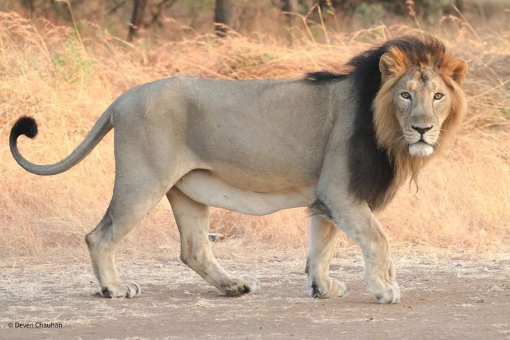 2. Sư tử châu Á (Panthera leo persica) là một phân loài của sư tử, hiện chỉ còn sinh sống trong một khu vực biệt lập ở bang Gujarat phía tây Ấn Độ. Theo thống kê, chúng chỉ có 411 cá thể vào năm 2010.