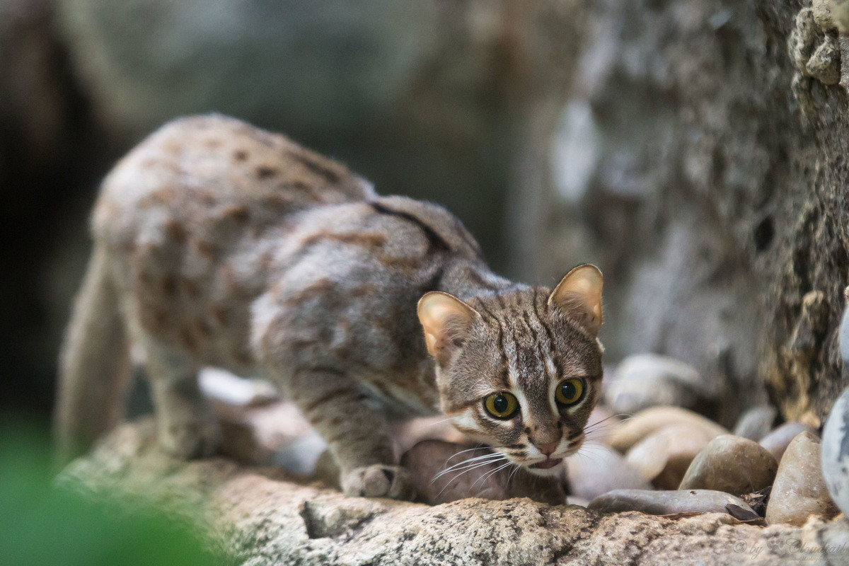  Mèo đốm gỉ (Prionailurus rubiginosus). Kích thước: Thân dài 35-48 cm, nặng 0.9-1.6 kg. Khu vực phân bố: Ấn Độ, Sri Lanka và Nepal. Tình trạng bảo tồn trong Sách Đỏ IUCN: Sắp bị đe dọa. Ảnh: iNaturalist.