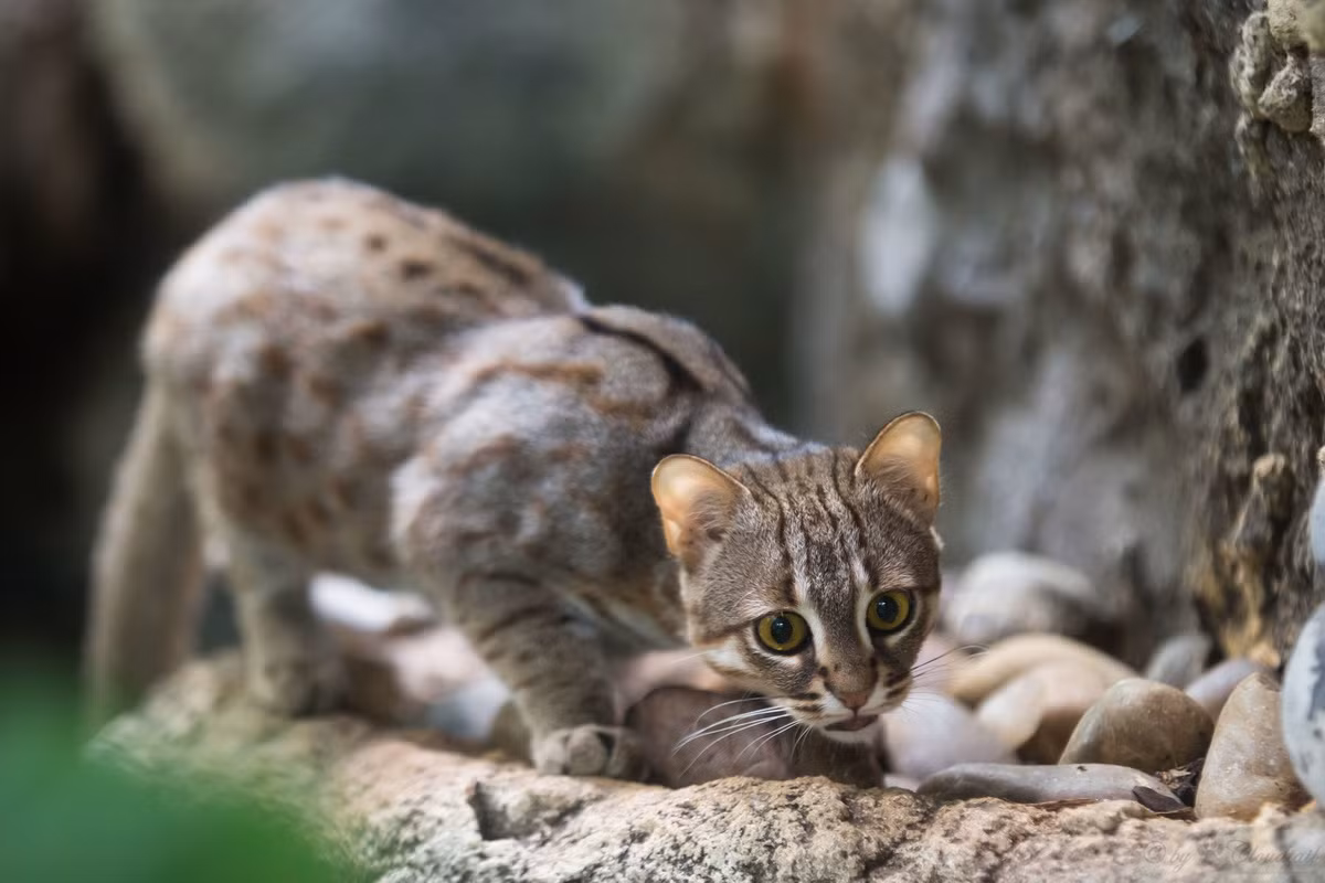  Mèo đốm gỉ (Prionailurus rubiginosus). Kích thước: Thân dài 35-48 cm, nặng 0.9-1.6 kg. Khu vực phân bố: Ấn Độ, Sri Lanka và Nepal. Tình trạng bảo tồn trong Sách Đỏ IUCN: Sắp bị đe dọa. Ảnh: iNaturalist.