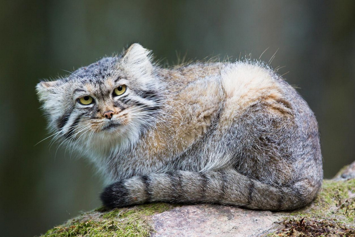  Mèo Manul (Otocolobus manul). Kích thước: Thân dài 46-65 cm, nặng 2,5-4,5 kg. Khu vực phân bố: Các vùng thảo nguyên Trung Á. Tình trạng bảo tồn trong Sách Đỏ IUCN: Ít quan tâm. Ảnh: Experto Animal.