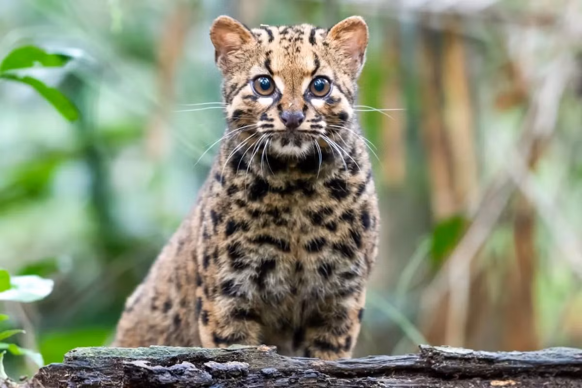  Mèo gấm (Pardofelis marmorata). Kích thước: Thân dài từ 45-62 cm, nặng 2-5 kg. Khu vực phân bố: Các khu rừng Đông Nam Á. Tình trạng bảo tồn trong Sách Đỏ IUCN: Sắp bị đe dọa. Ảnh: Palm Oil Detectives. Mời quý độc giả xem video: Ý nghĩa những phong tục ngày Tết Việt | VTC1.