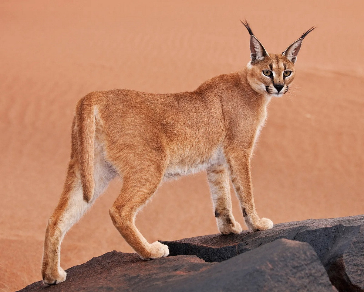  Linh miêu tai đen (Caracal caracal). Kích thước: Thân dài 78–108, nặng 8-19 kg. Khu vực phân bố: Từ Thổ Nhĩ Kỳ, Trung Đông đến Ấn Độ. Tình trạng bảo tồn trong Sách Đỏ IUCN: Ít quan tâm. Ảnh: Encyclopedia Britannica.