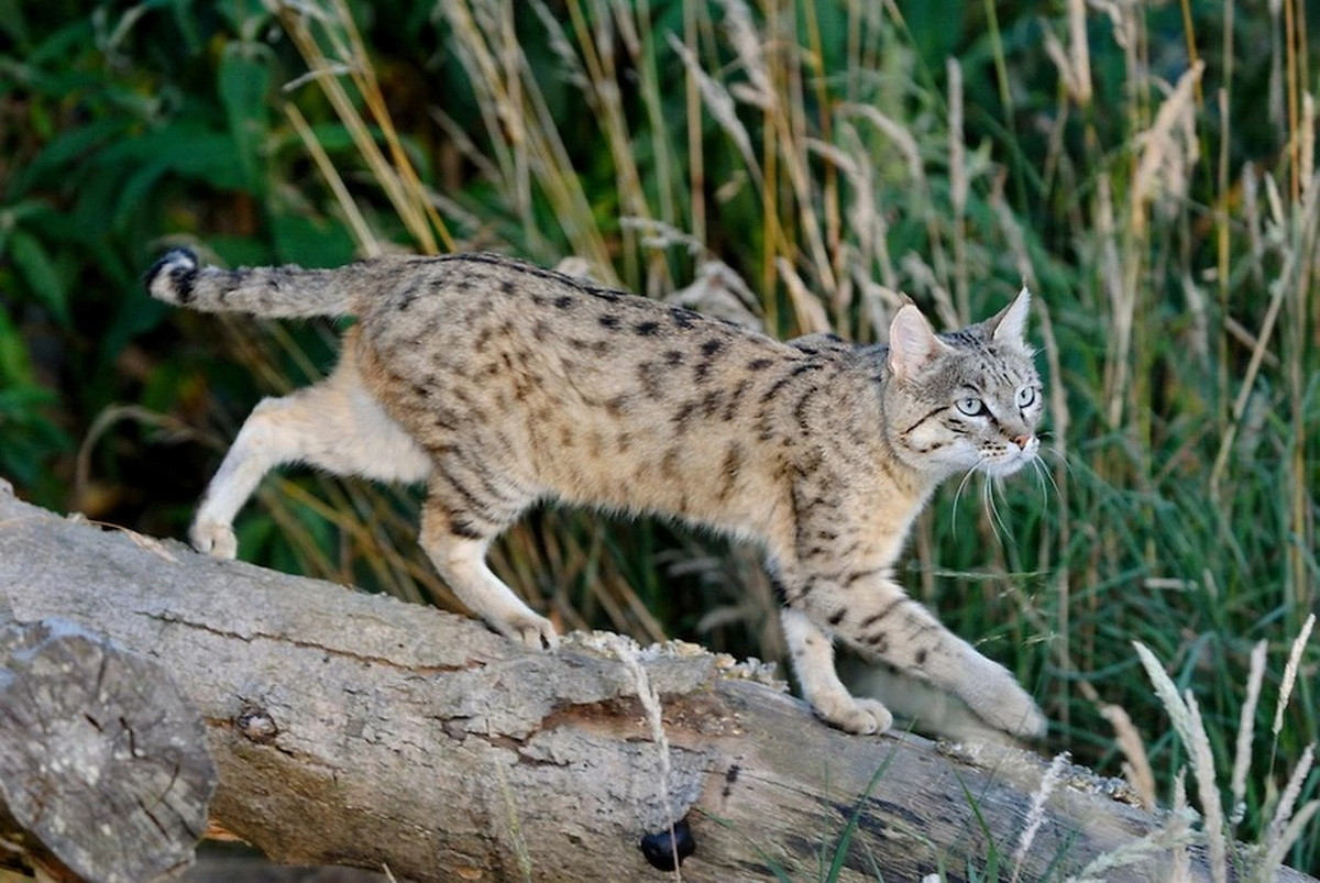  Mèo rừng châu Á (Felis silvestris ornata). Kích thước: Thân dài 45–65 cm, nặng 3-4 kg. Khu vực phân bố: Phía Đông biển Caspi, Kazakhstan, Tây Ấn Độ, Tây Trung Quốc và phía Nam Mông Cổ. Tình trạng bảo tồn trong Sách Đỏ IUCN: Không có dữ liệu. Ảnh: NatureRules1 Wiki.