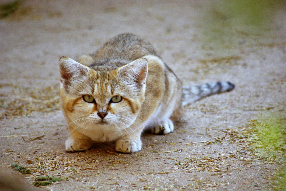  Mèo cát (Felis margarita). Kích thước: Thân dài 39–52 cm, nặng 1,5-3,4 kg. Khu vực phân bố: Sa mạc Tây Nam Á và Trung Á. Tình trạng bảo tồn trong Sách Đỏ IUCN: Ít quan tâm. Ảnh: NatureRules1 Wiki.