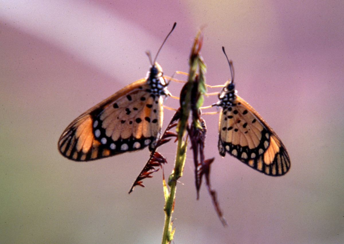 Hai con bướm đậu trên nụ hoa, một khoảnh khắc đẹp trong chuyến đi Nigeria. Mời quý độc giả xem video: Ý nghĩa những phong tục ngày Tết Việt | VTC1.