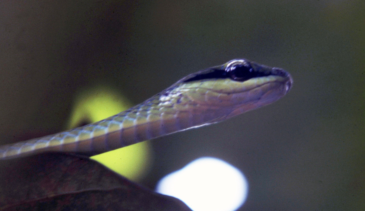 Con rắn này xuất hiện tại phòng khám ở một cơ sở y tế phía Nam Onitsha.