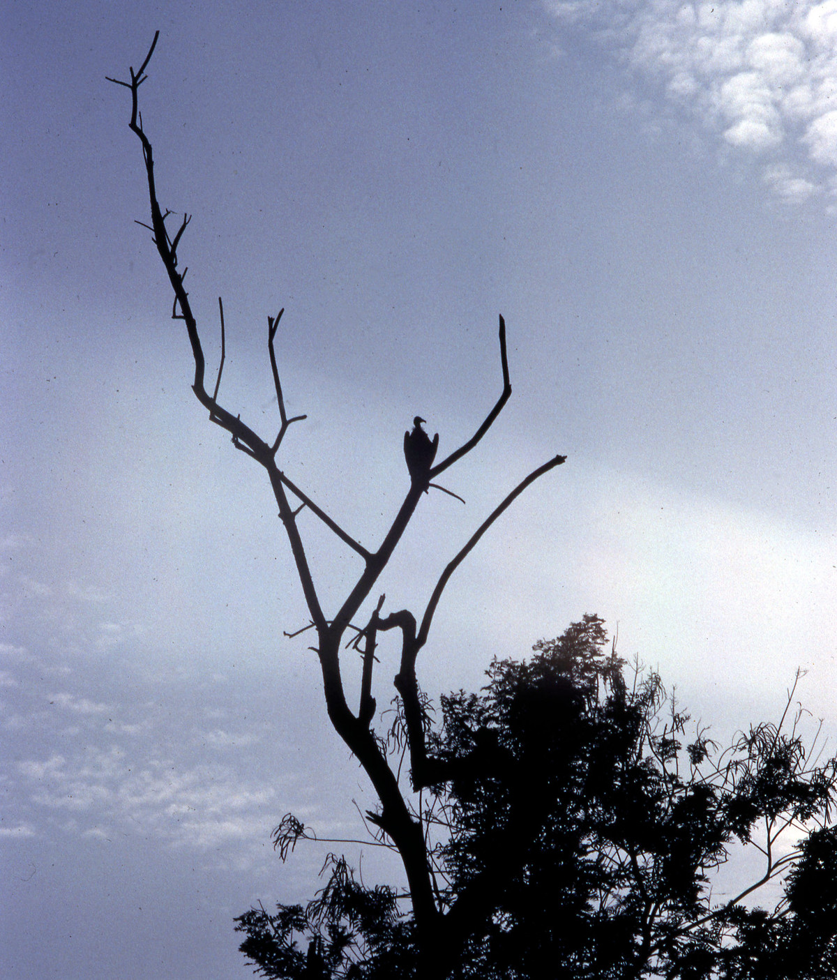 Con kền kền trên cảnh cây khô ở cơ sở y tế.