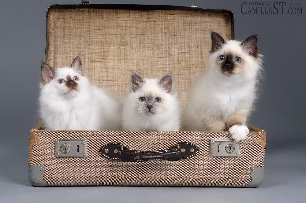 Vào năm 1960, bà Grisvold đã đưa giống mèo này vào Mỹ. Vào năm 1967, chúng được công nhận chính thức tại Mỹ.