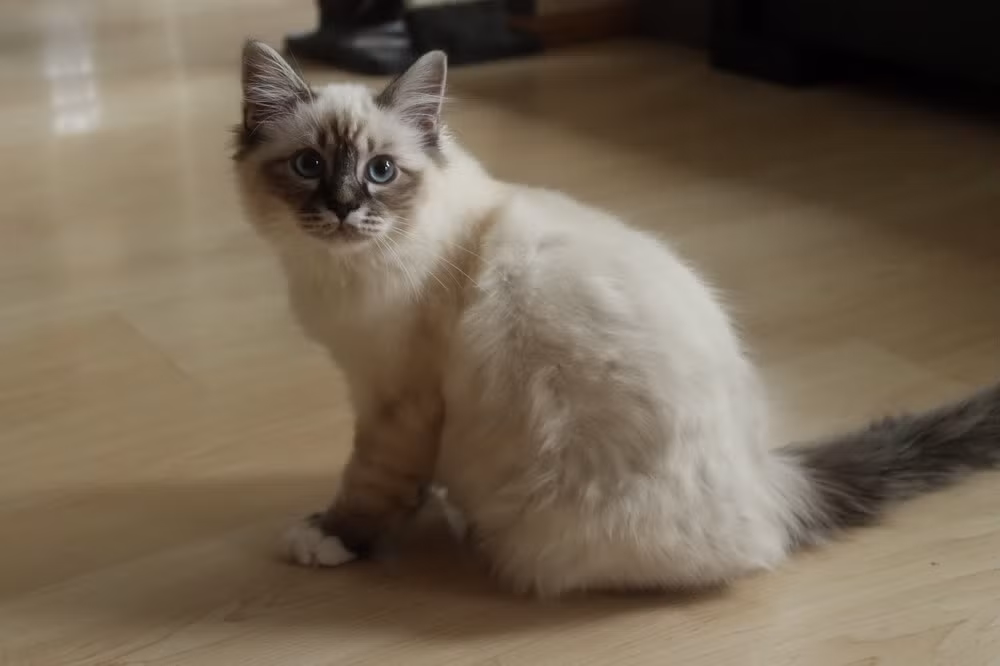 Trên đường vận chuyển trở về Pháp, chú mèo đực đã chết vì kiệt sức, nhưng con mèo cái đã sống được cùng với lũ con trong bụng. Và chính chúng đã trở thành tổ tiên của giống mèo Miến Điện tại châu Âu.