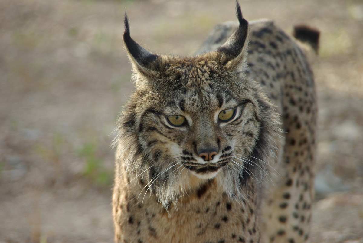 Đầu của linh miêu Iberia nhỏ với đôi tai có túm lông trên đỉnh, hai bên hàm dưới có chỏm lông kéo dài xuống. Cơ thể của chúng ngắn với đôi chân dài và một cái đuôi ngắn. Ảnh: Territórios de Lince.