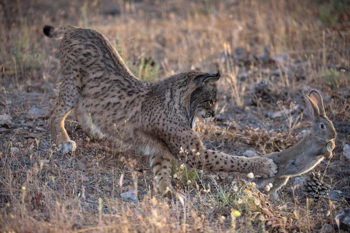 Con mồi của chúng chủ yếu là thỏ châu Âu (Oryctolagus cuniculus). Ngoài ra linh miêu Iberia cũng ăn gà gô chân đỏ (Alectoris rufa), các loài gặm nhấm và đôi khi là cả động vật móng guốc cỡ nhỏ. Ảnh: Joel Sartore.