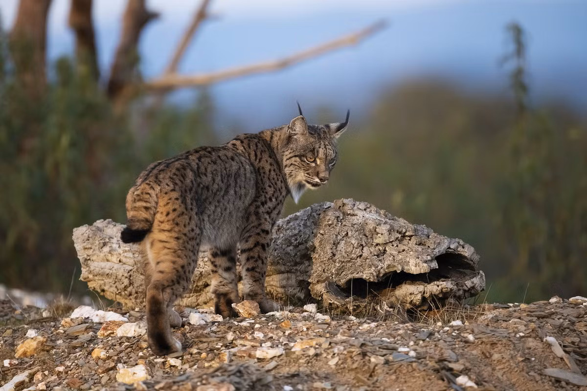 Trong sách đỏ IUCN, linh miêu Iberia nằm trong danh sách các loài thuộc diện Nguy cấp. Ảnh: CGTN. Mời quý độc giả xem video: Ý nghĩa những phong tục ngày Tết Việt | VTC1.
