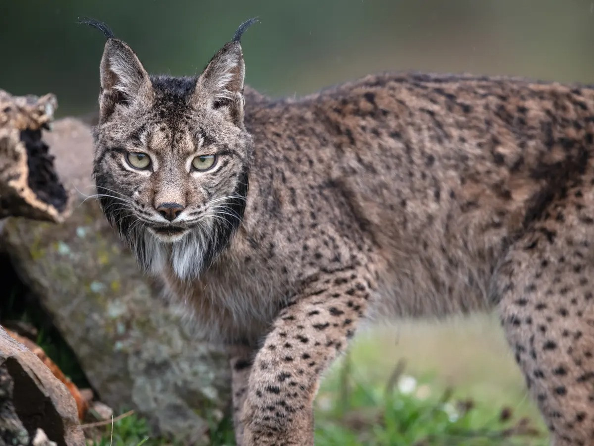 Kể từ đó, các biện pháp bảo tồn đã được thực hiện quyết liệt. Đến năm 2012, số lượng của chúng đã tăng lên 326 cá thể, năm 2020 là 855 cá thể và năm 2021 là 1.111 cá thể. Ảnh: The Guardian.