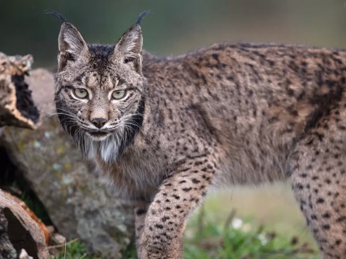 Kể từ đó, các biện pháp bảo tồn đã được thực hiện quyết liệt. Đến năm 2012, số lượng của chúng đã tăng lên 326 cá thể, năm 2020 là 855 cá thể và năm 2021 là 1.111 cá thể. Ảnh: The Guardian.