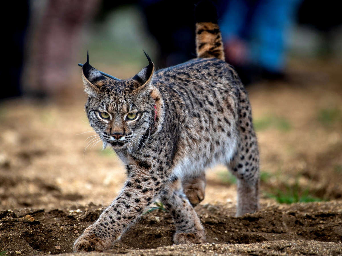 Loài linh miêu này đã từng có mặt trên khắp bán đảo Iberia (gồm Bồ Đào Nha và Tây Ban Nha), nhưng trong khoảng một thập niên gần đây chỉ còn được ghi nhận ở những khu vực rất hạn chế thuộc miền Nam Tây Ban Nha. Ảnh: Al Jazeera.