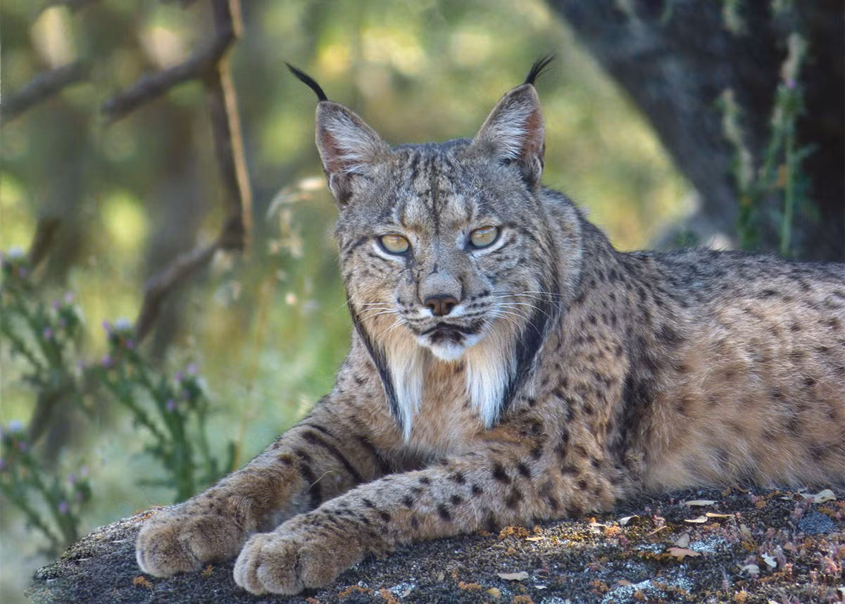 Linh miêu Iberia đực có chiều dài đầu và thân từ 75–82 cm, đuôi dài 13–16 cm và trọng lượng 7–15,9 kg . Con cái nhỏ hơn một chút so với con đực. Ảnh: The European Nature Trust.