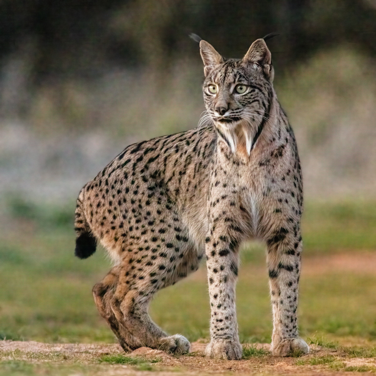 Là một trong bốn loài thuộc chi Linh miêu (Lynx) trong họ Mèo, linh miêu Iberia (Lynx pardinus) được coi là loài mèo hoang dã đang ở trong tình trạng nguy cấp nhất thế giới. Ảnh: Wikipedia.