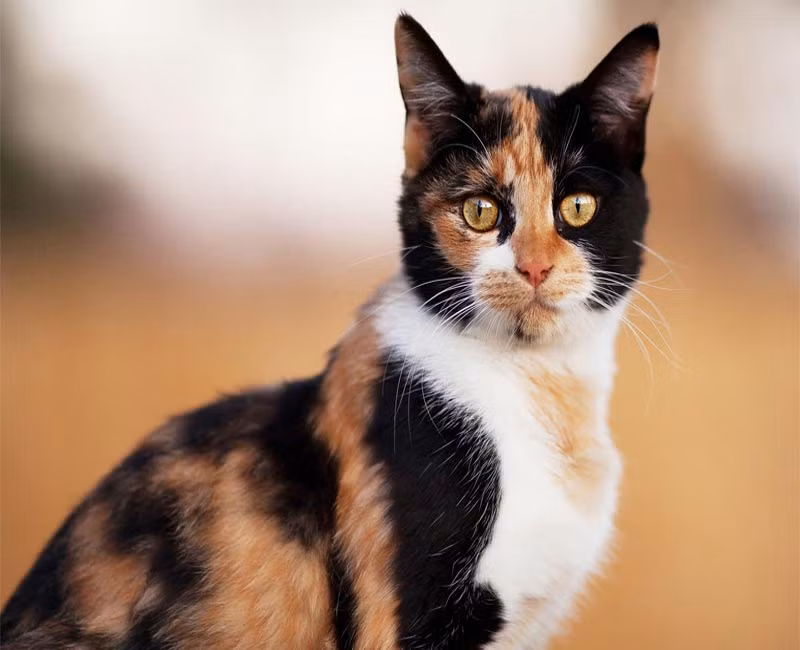 Vua mất mèo, tiếc quá, cho người đi tìm, thấy nhà Quỳnh có một con mèo tam thể giống như hệt, nghi lắm, bắt Quỳnh mang mèo vào chầu.