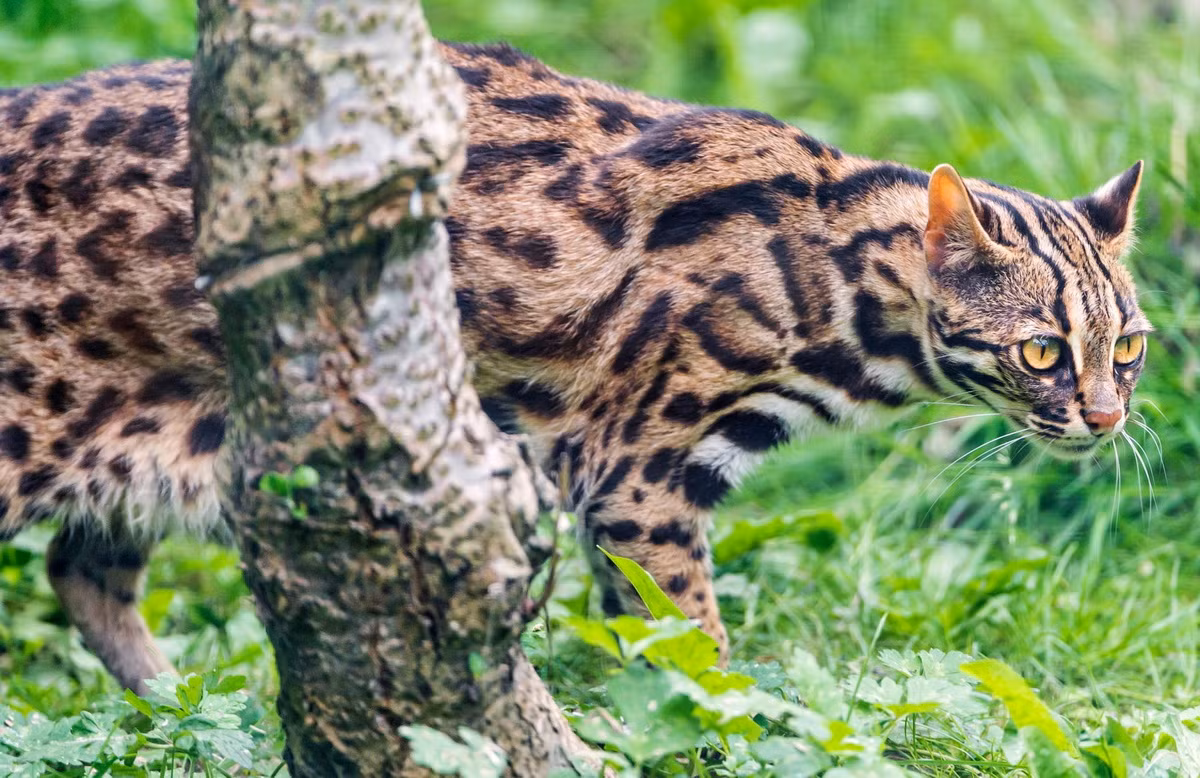  Mèo rừng hay mèo báo (Prionailurus bengalensis). Kích thước: Thân dài 45-55 cm, nặng 3-5 kg. Khu vực phân bố: Gặp ở khắp các tỉnh trung du và miền núi, các khu rừng phục hồi núi đá ven biển miền Trung. Tình trạng bảo tồn trong Sách Đỏ Việt Nam: Nguy cấp. Ảnh: Sci.news.