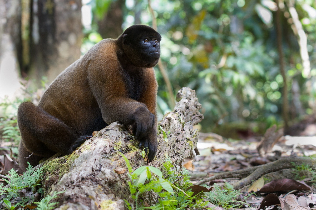 Khỉ lông nhung nâu (Lagothrix lagotricha) dài 40-69 cm, cư trú trong rừng nguyên sinh đất thấp ở vùng thượng lưu Amazon. Đây là một trong những loài khỉ lớn nhất châu Mỹ.