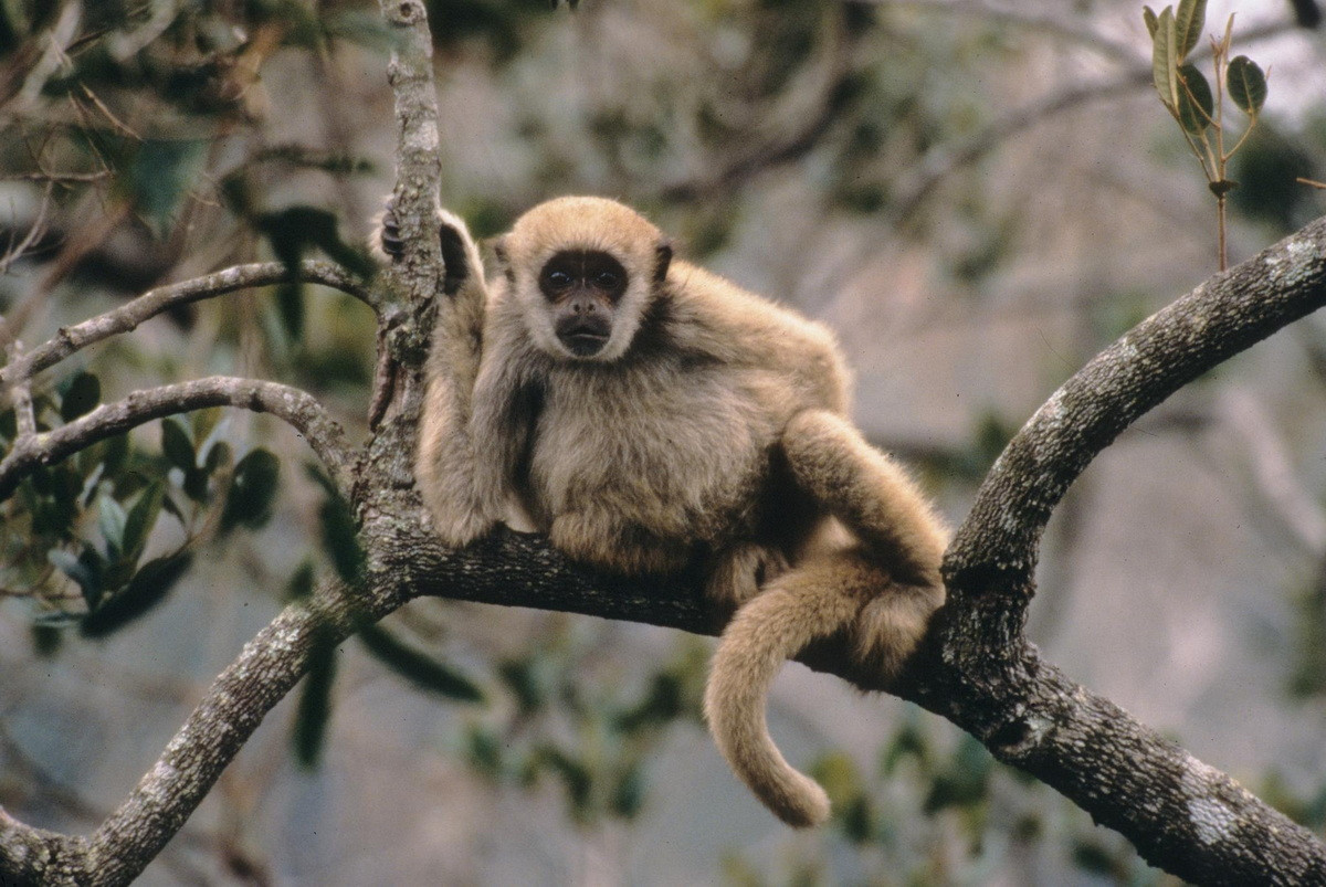 Khỉ nhện lông nhung Nam Brazil (Brachyteles arachnoides) dài 46-78 cm, xuất hiện ở các khu rừng của Brazil. Còn được gọi là khỉ nhện bông, chúng là loài cực kỳ nguy cấp do mất sinh cảnh.