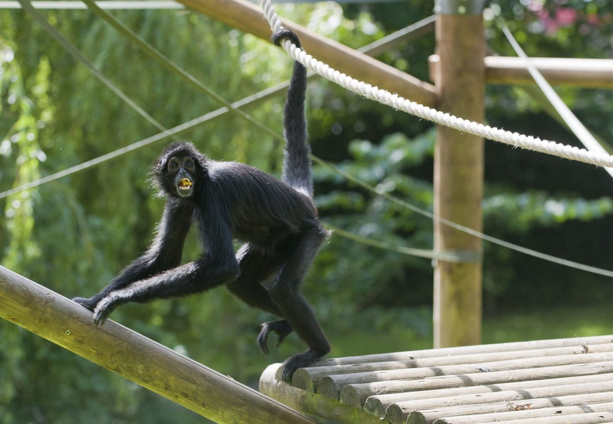 Khỉ nhện Colombia (Ateles fusciceps rufiventris) dài 40-55 cm, phân bố ở Colombia và Panama. Giống các loài khỉ nhện khác, chúng không có ngón cái trên bàn tay.