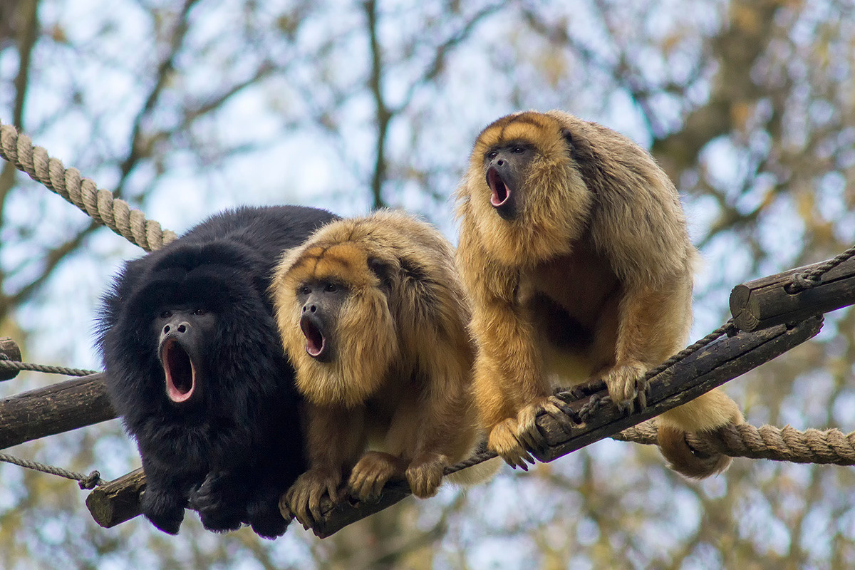 Khỉ rú đen (Alouatta caraya) dài 50-65 cm, sống trong các rừng mưa ở miền trung của Nam Mỹ. Con đực của chúng màu đen, trong khi con cái màu vàng sẫm.