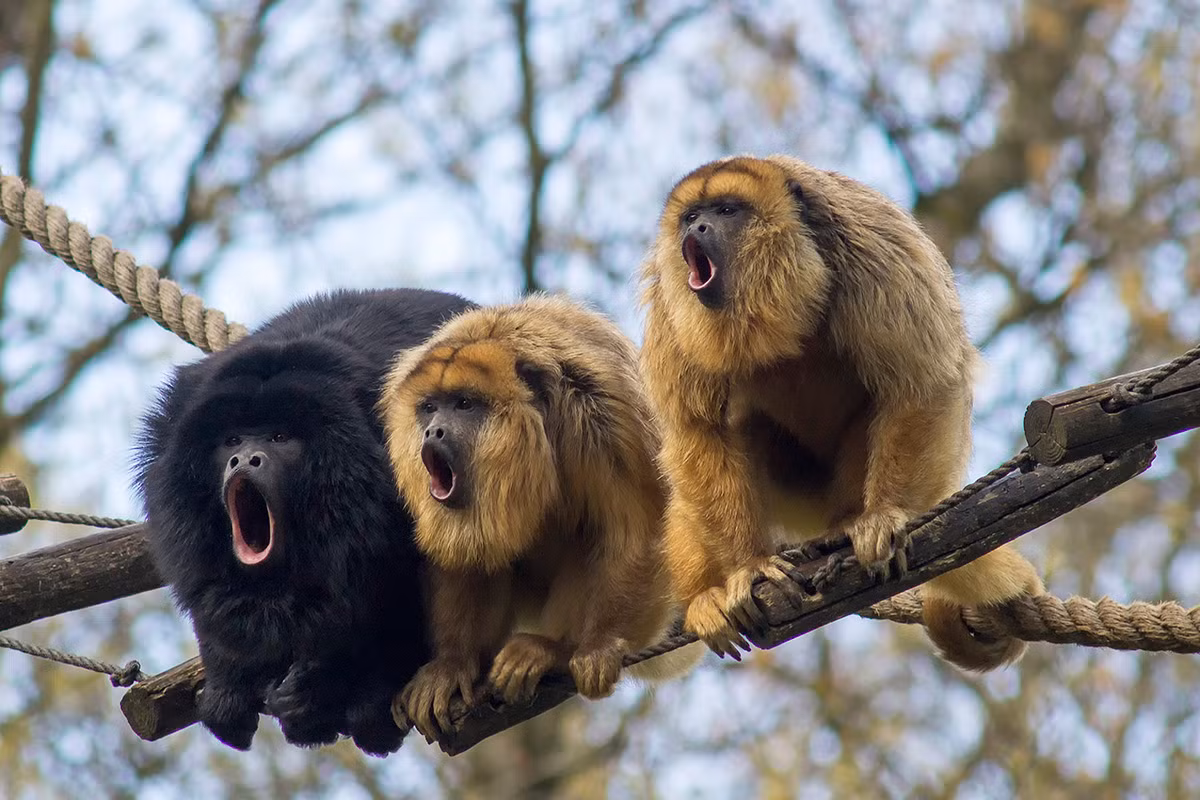 Khỉ rú đen (Alouatta caraya) dài 50-65 cm, sống trong các rừng mưa ở miền trung của Nam Mỹ. Con đực của chúng màu đen, trong khi con cái màu vàng sẫm.