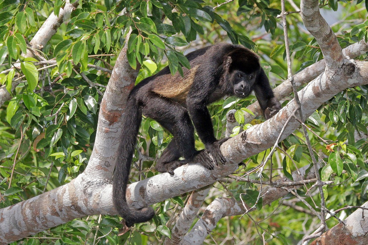 Khỉ rú áo choàng (Alouatta palliata) dài 48-68 cm, sống ở Trung Mỹ và phía Bắc của Nam Mỹ. Chúng được đặt tên như vậy vì có vệt lông dài sáng màu như hai vạt áo ở bên sườn.