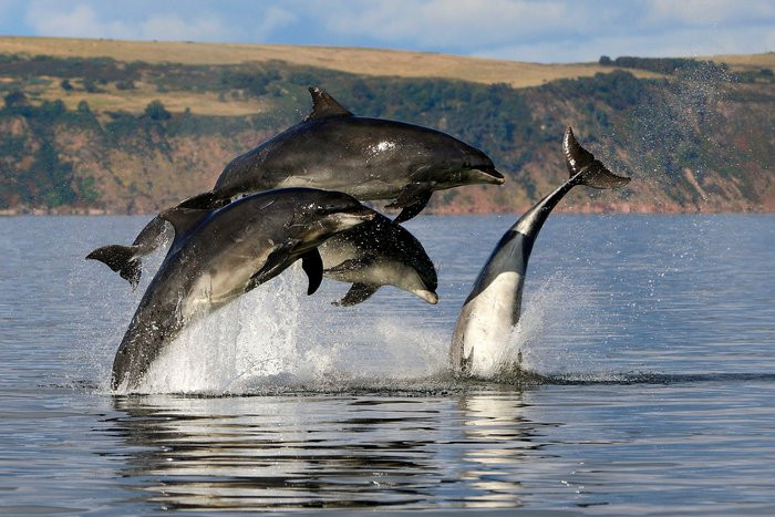 Nuoc bien man khong the uong truc tiep, ca heo bo sung nuoc the nao?-Hinh-6