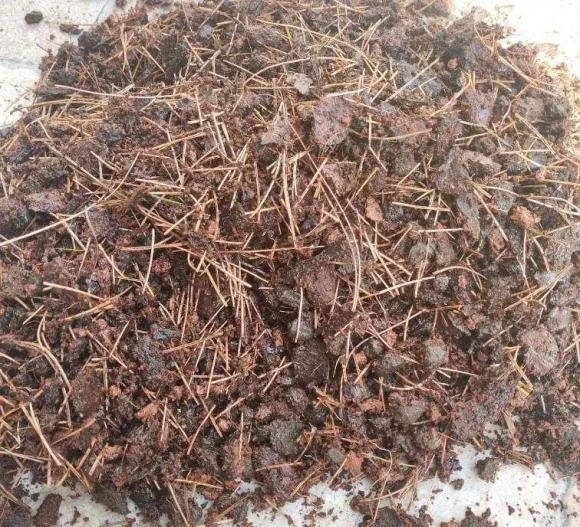 Dung nuoc vo gao ngam voi thu nay do vao chau cay, cay xanh tot-Hinh-3