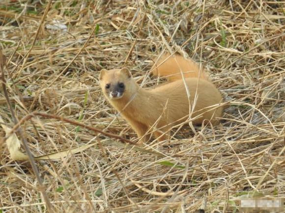 Ra ngoai gap 5 dieu du khong co tai hoa cung se gap tai hoa-Hinh-3
