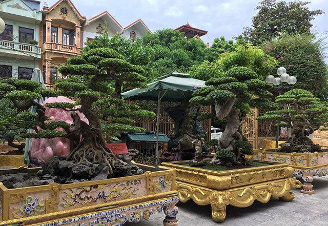 Tan muc cay sanh canh duoc dinh gia 28 ty dong-Hinh-3