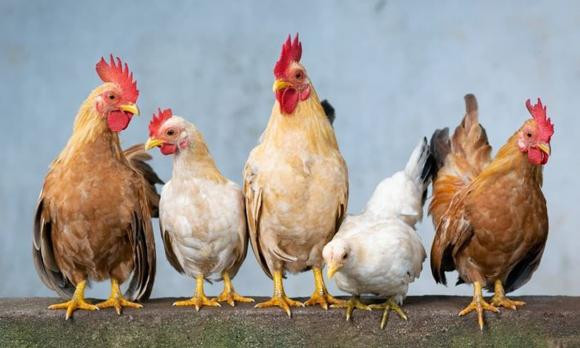 Nguoi tuoi Quy Dau trong nua cuoi nam 2023 se gap van may tu phuong-Hinh-2