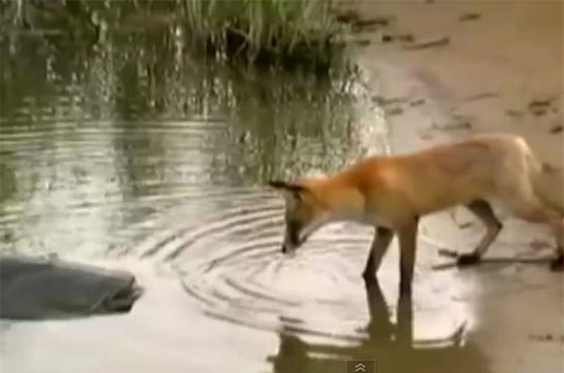 Video: Cáo “câu trộm” cá trê khổng lồ của ngư dân Video: Cao “cau trom” ca tre khong lo cua ngu dan