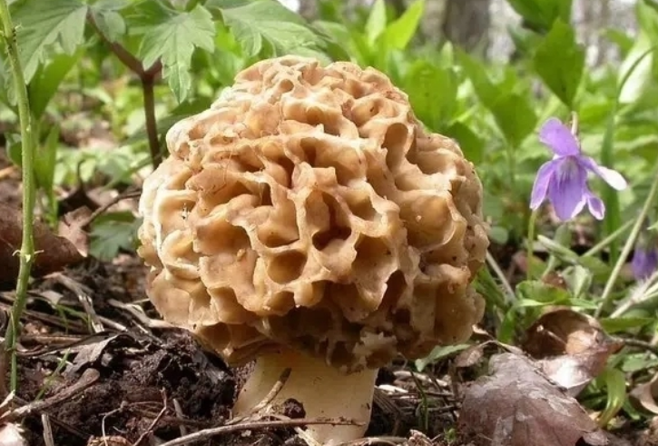 “San ho” moc tren dat, ban 1kg thu vai trieu lien tay