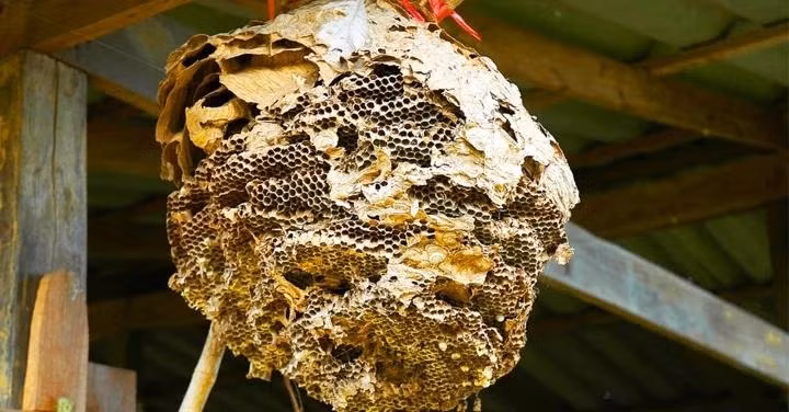 Ong lam to trong nha la dieu tot hay xau?-Hinh-2